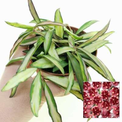 Hoya wayetii 'Tricolor'